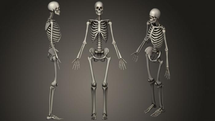 Anatomy of skeletons and skulls (ANTM_1030) 3D model for CNC machine